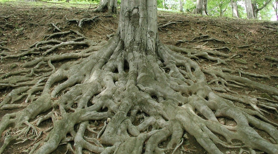 Tree-Roots