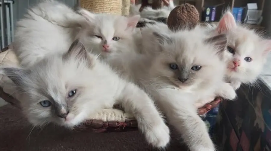 Ragdoll bicolor kittens