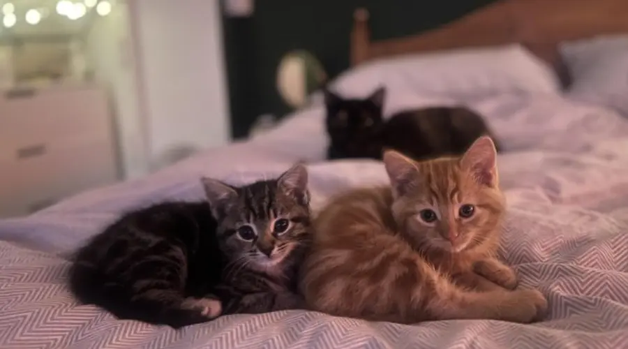 Mixed breed kittens