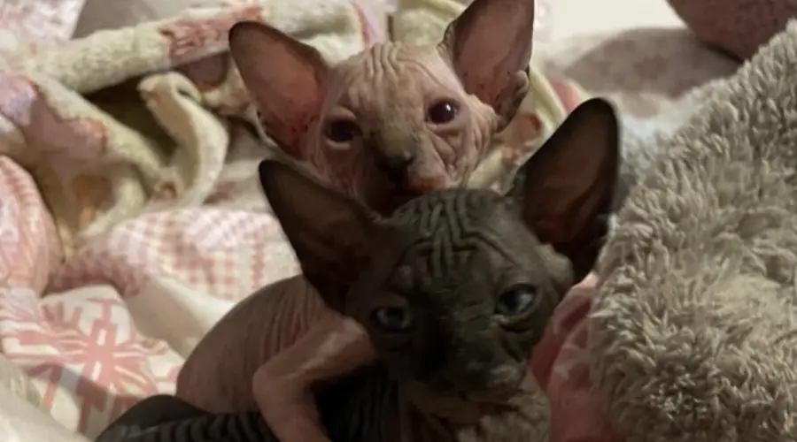 Canadian sphynx kittens