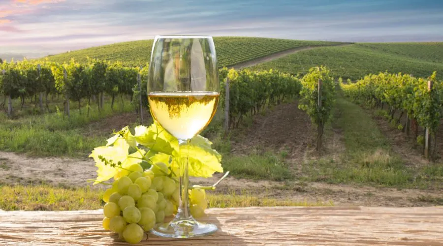Chianti Region: A Wine Lover's Paradise