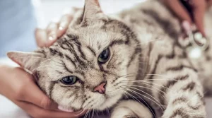 Cat uti home remedies