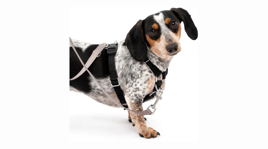 PetSafe Sure-Fit Adjustable Back Clip Dog Harness