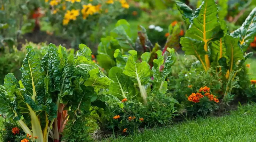 Benefits of Companion Planting