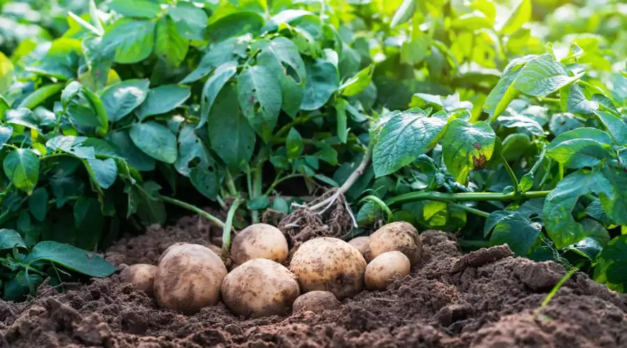 Best Companion plants for potatoes to choose