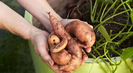 Companion plants for potatoes