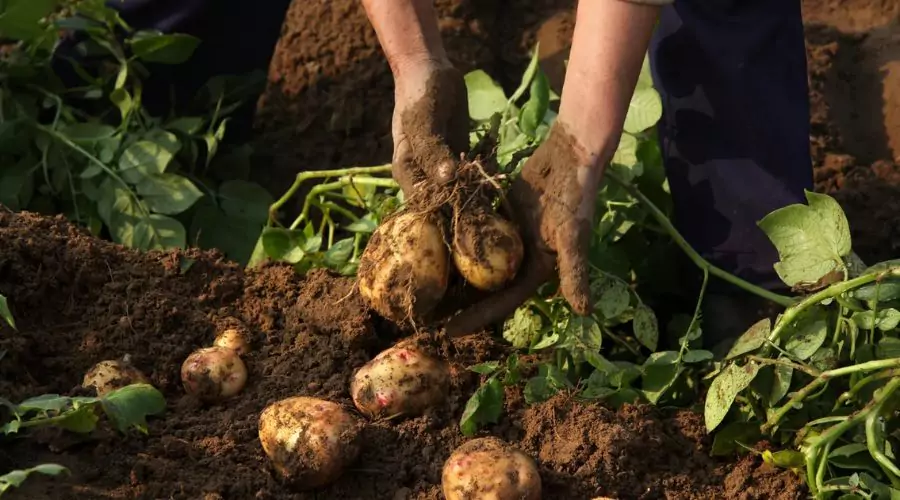 Essential Plants to Avoid with Potatoes